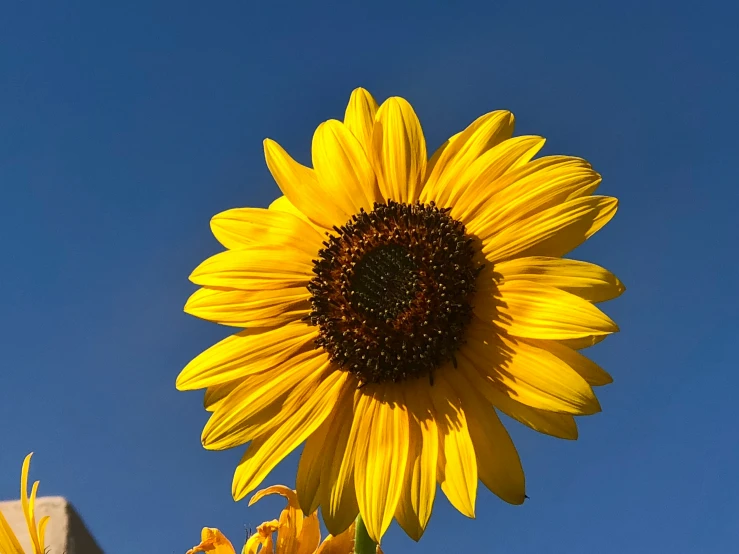 the bright yellow sunflower looks as though it is in a field