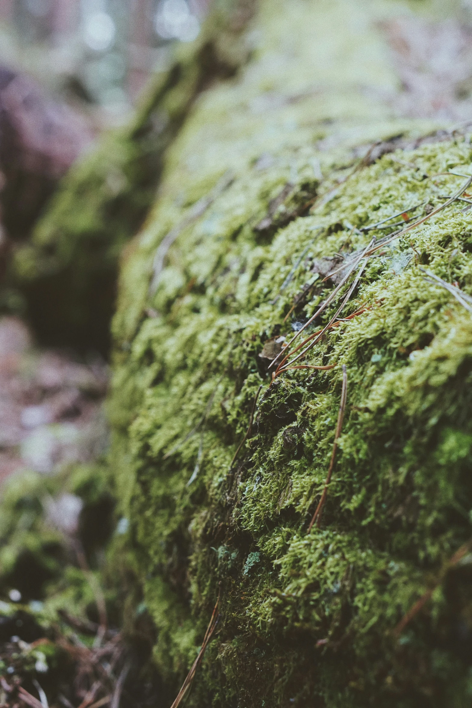 green moss growing on rock in the woods