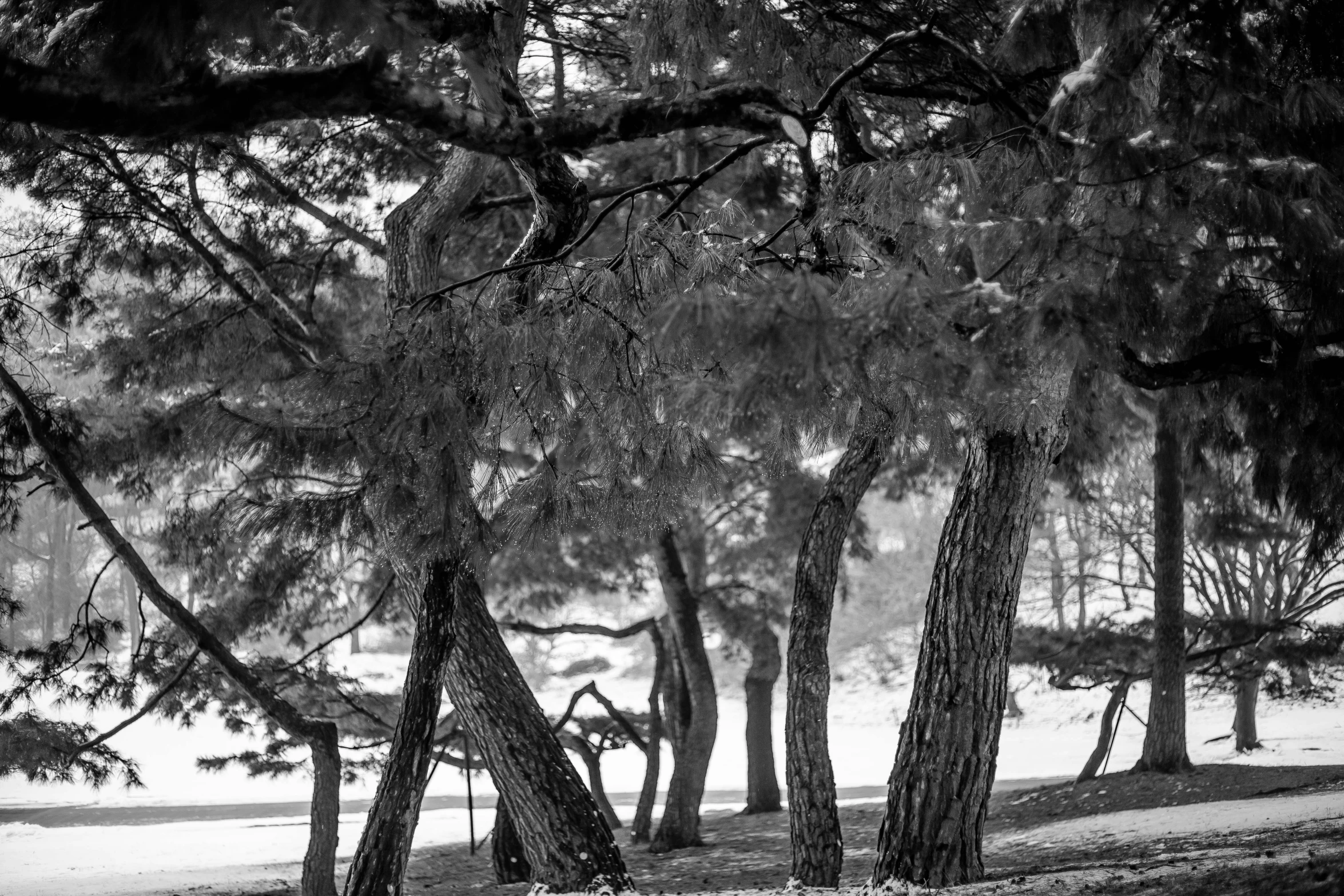 a park bench is in between two trees