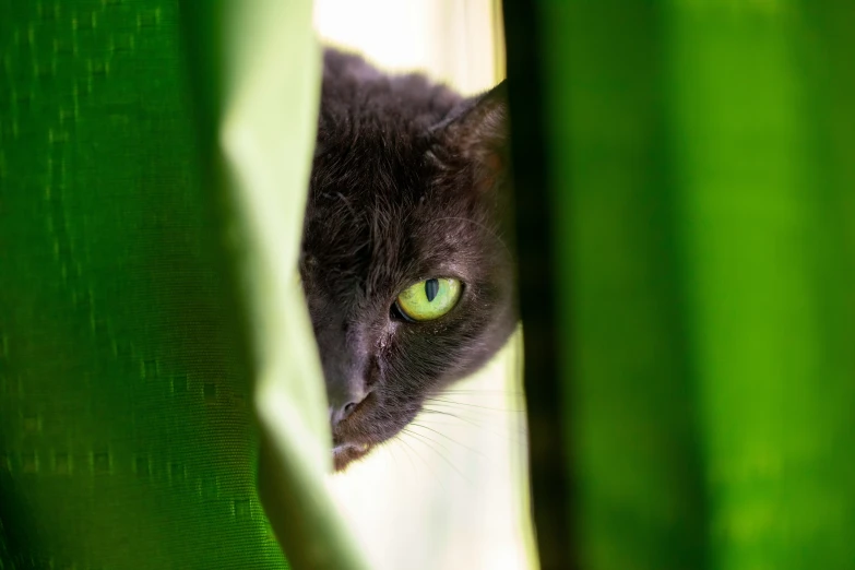 a close up of a cat peering out from behind a curtain