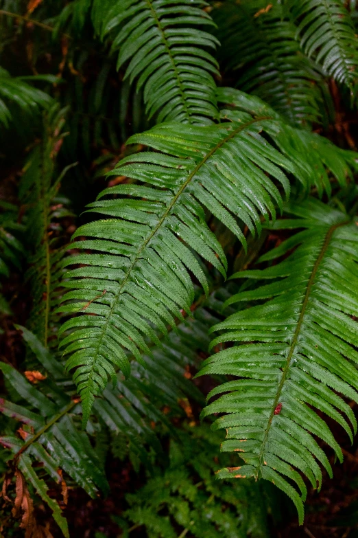 the fern leaf is showing green leaves in the forest