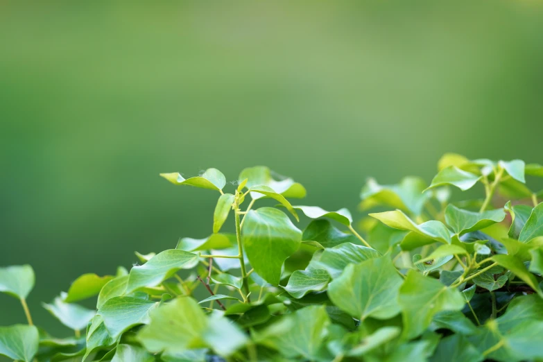 a bird is perched on top of some leaves