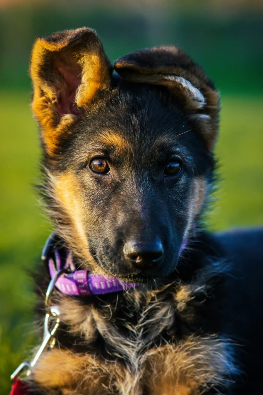 an adorable puppy looks at the camera in a sunny field