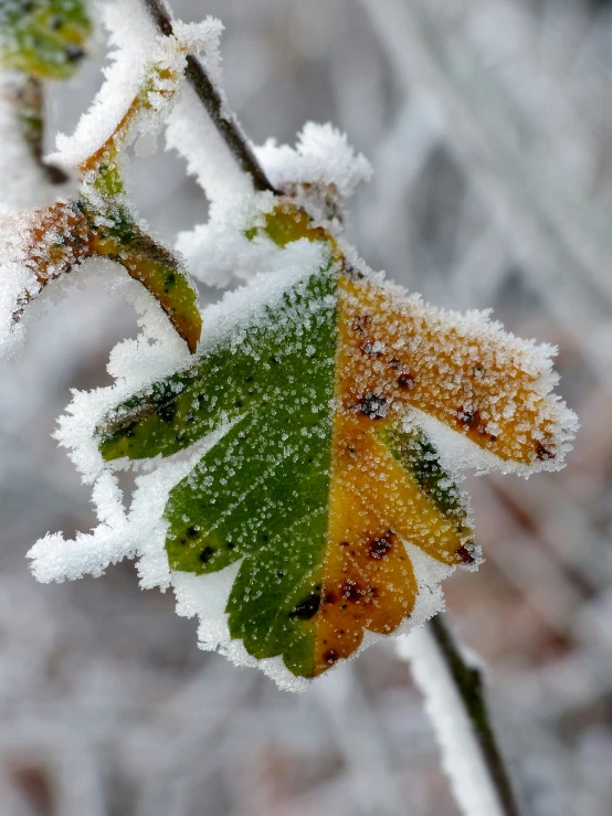 the leaves are almost covered in snow, including on some trees