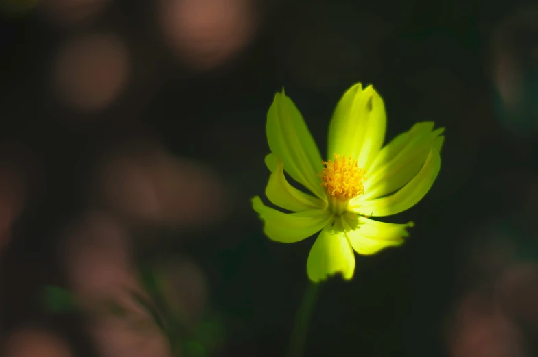 a yellow flower with a blurry background