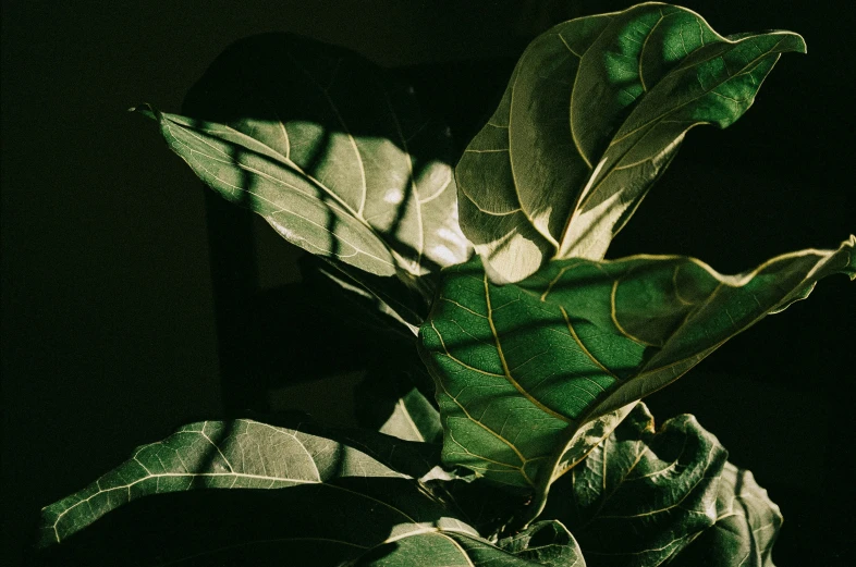 an exotic plant with large, green leaves in the shadows