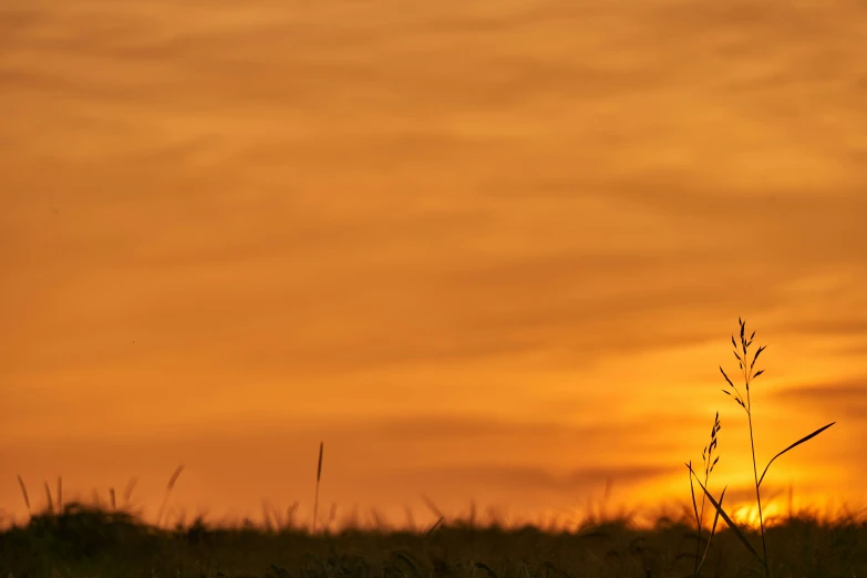 the sun is setting over a grassy field