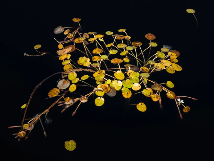 a bush of yellow flowers with tiny leaves