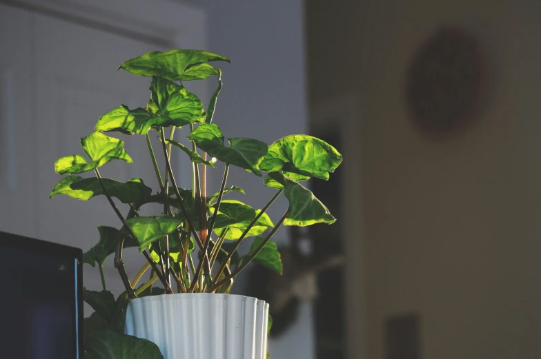 a white planter with a tall, green plant in it