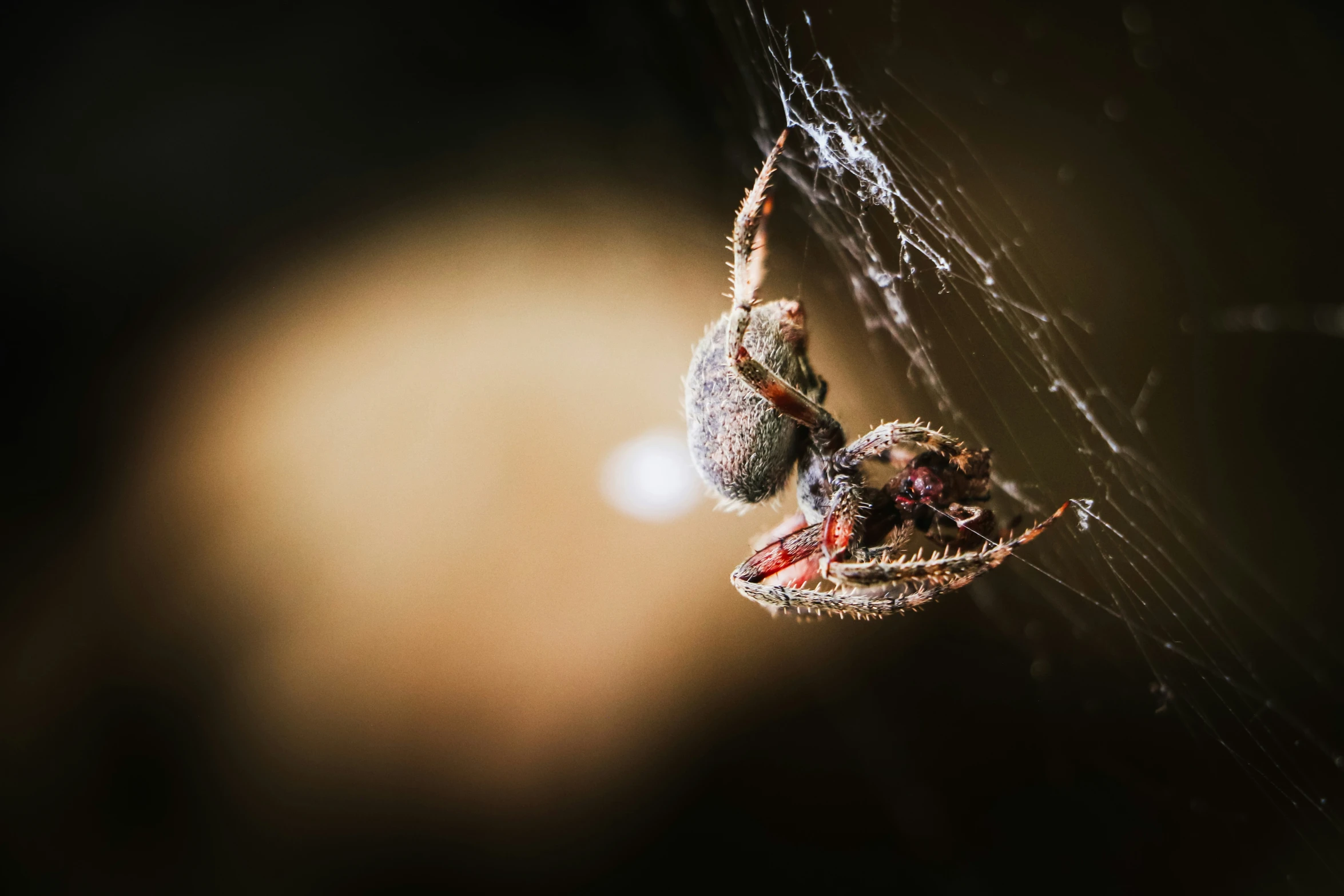 a spider sits on the web, in its web web