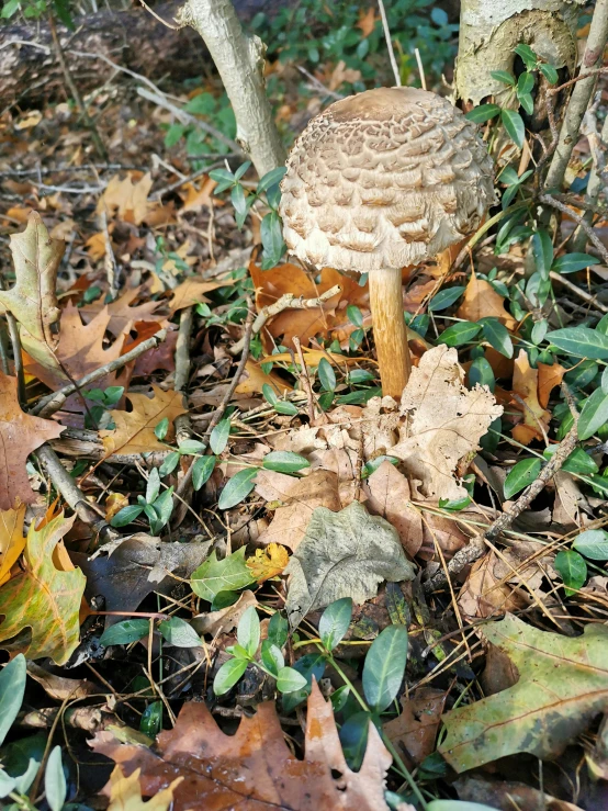 a mushroom on a pile of leaves on the ground