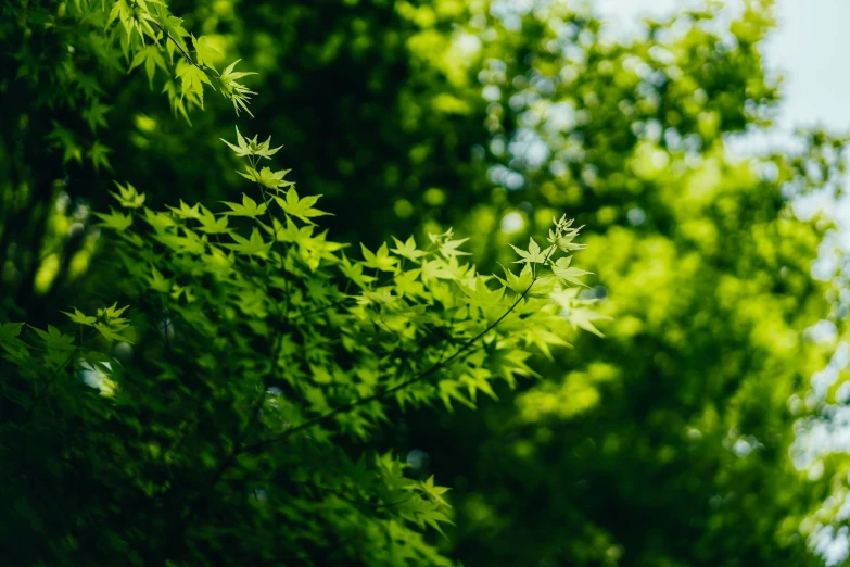 green leaves blowing in the wind and a tree line