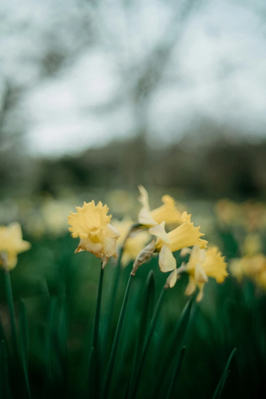 a bunch of yellow and white flowers that are next to each other