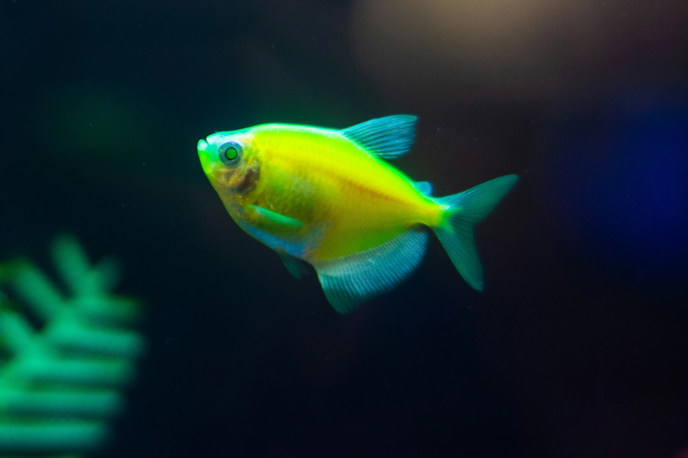 a bright yellow fish with black and blue walls