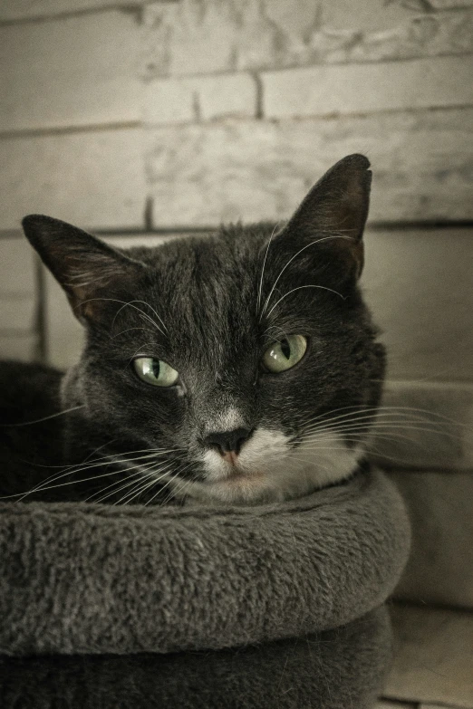 black cat sitting in a bowl near white brick wall