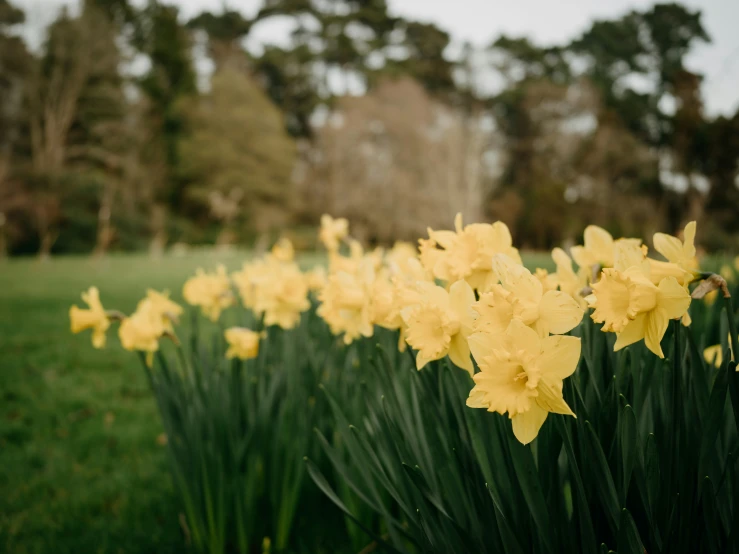 yellow flowers are growing in a garden on the lawn