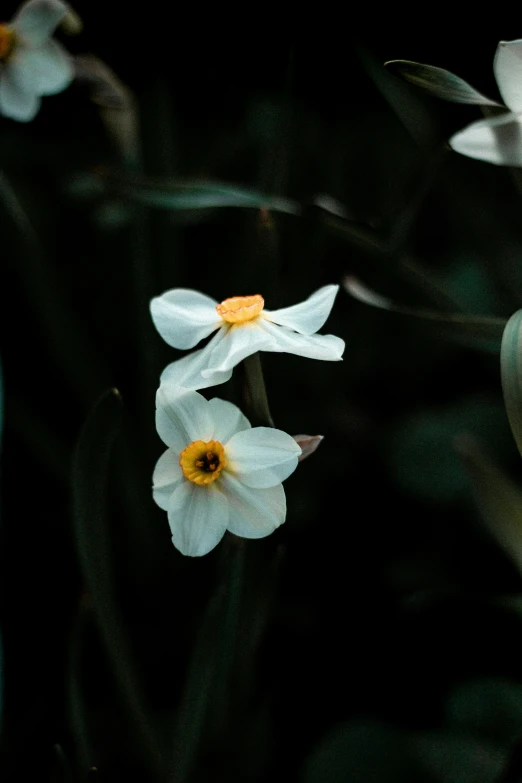 three white flowers with long yellow centers in front of the camera