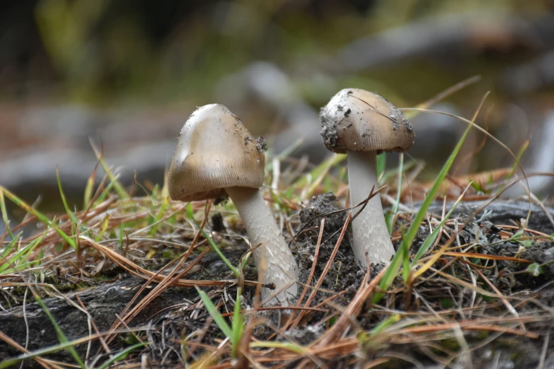 two small mushrooms sitting in the grass near each other