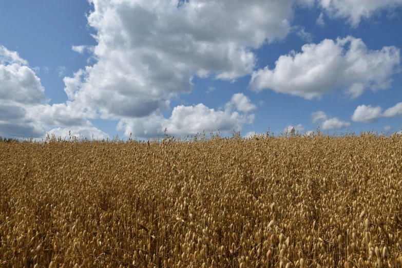 a field is shown against a blue sky with white clouds