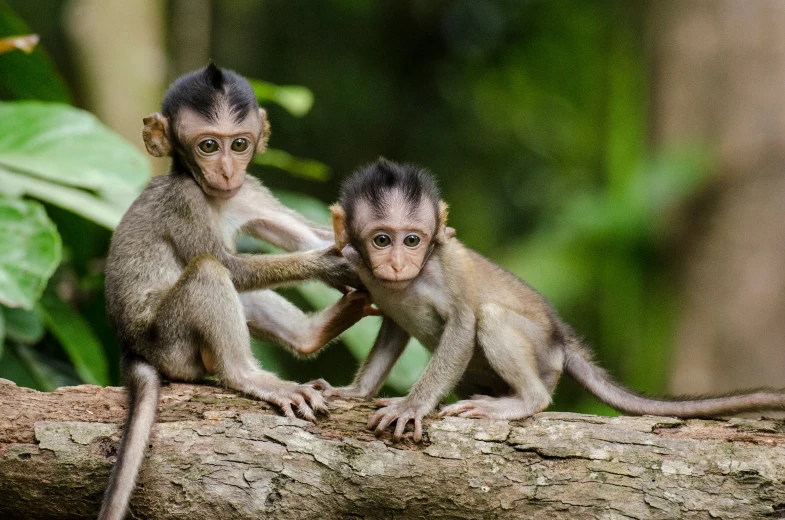 two baby monkeys playing on a log