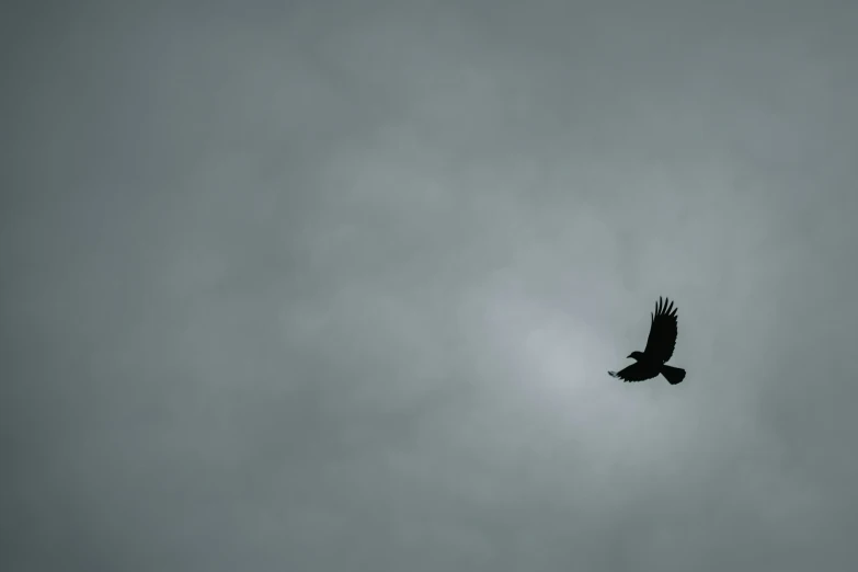 a bird that is flying in the sky