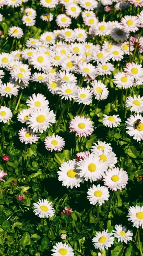 a field of daisies with yellow centers