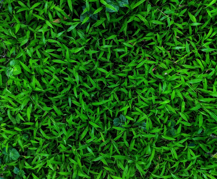 a close up view of grass from a plane