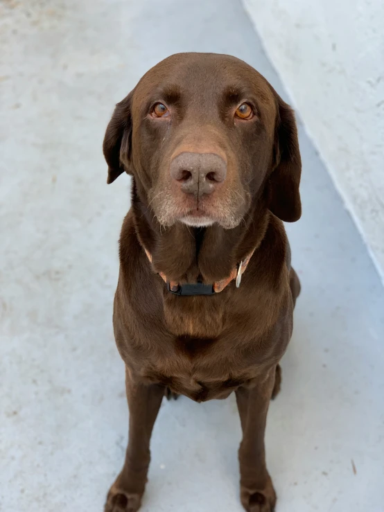 a dog sitting on the ground with a sad look