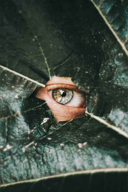 an eye is seen through the foliage on a leaf