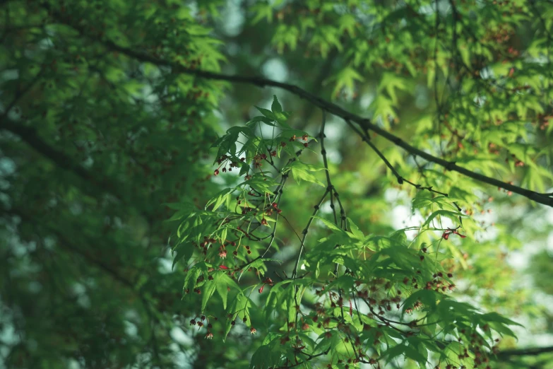 a nch is reaching toward the green leaves