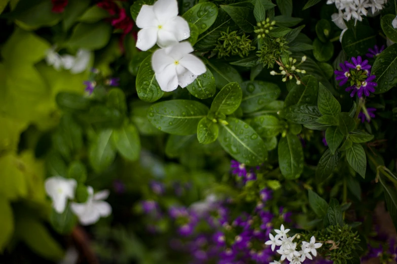 white flowers and purple and green leaves