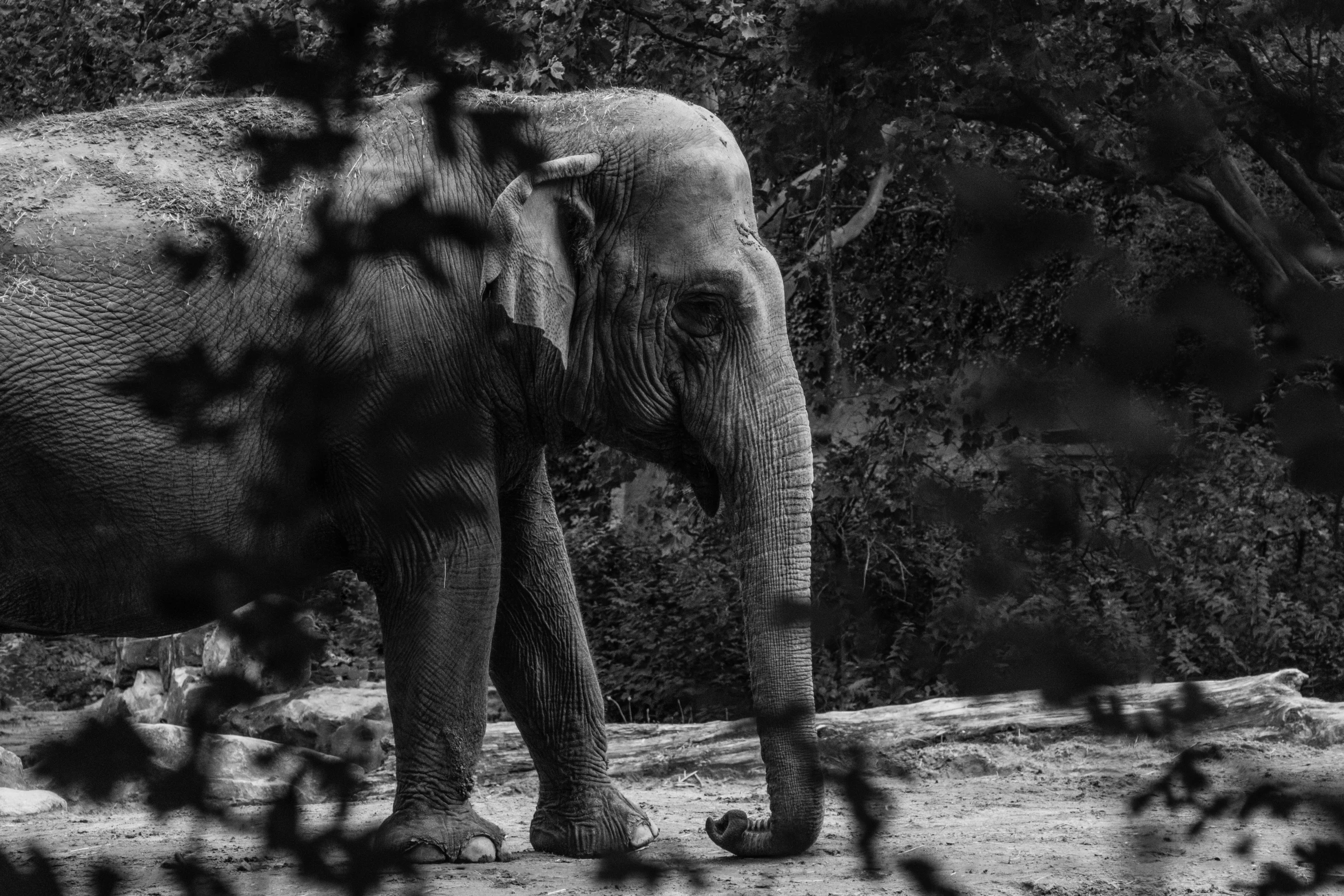 an elephant in the wild standing around in front of some bushes