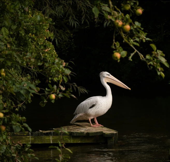 a bird sitting on top of a wooden plank near water