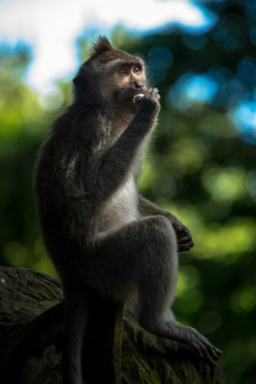 a brown monkey sitting on a tree stump eating soing