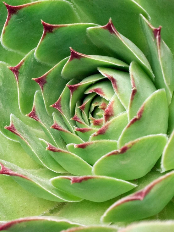 green and pink plant with red stems in it