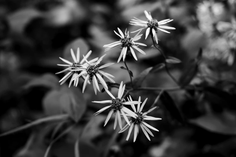 some pretty flowers in a field near each other