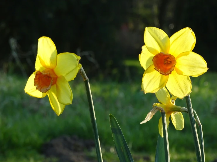 two yellow flowers standing next to each other