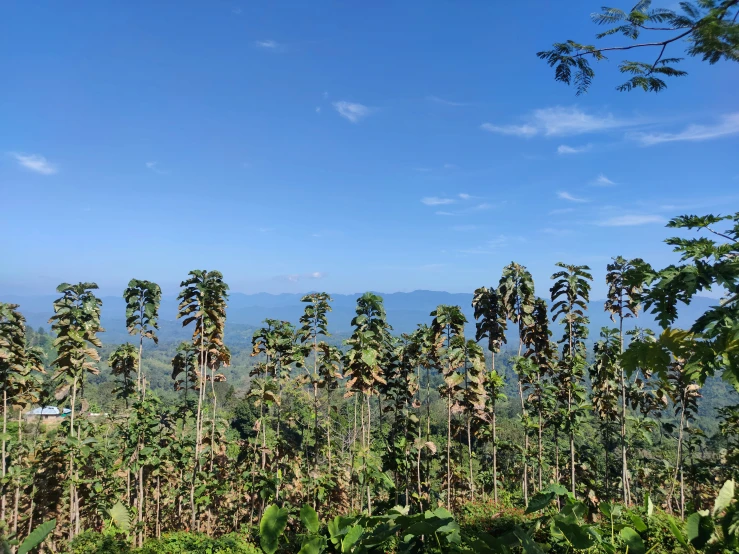 several palm trees near some other types of plants