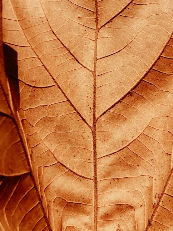 an up close picture of a brown leaf