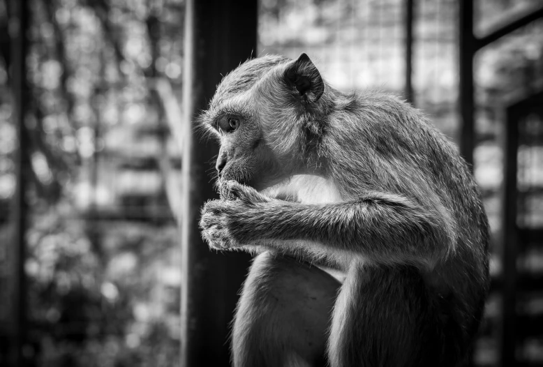 black and white image of a monkey sitting on a post