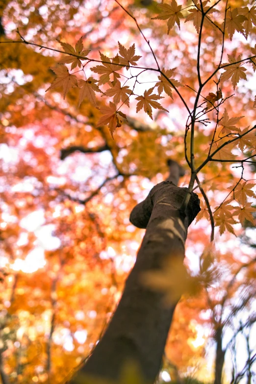 an image of a tree in the fall