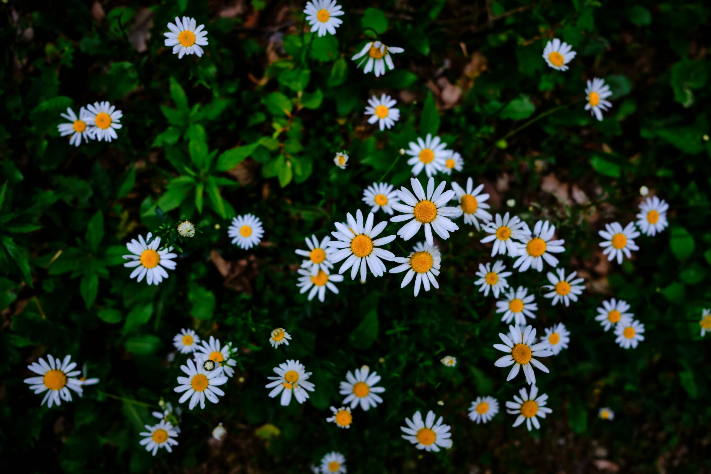 flowers in a green plant area with white and yellow center