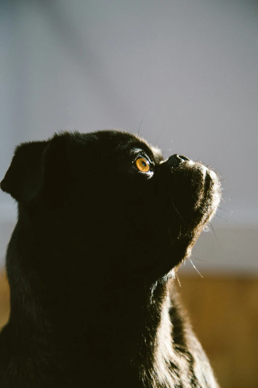 the black dog is staring upward with light on his face