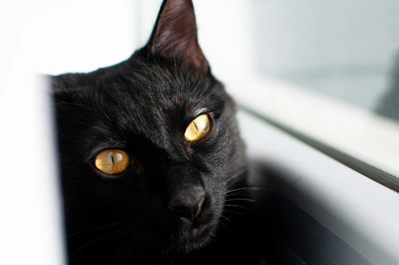 black cat with glowing yellow eyes looks out a window