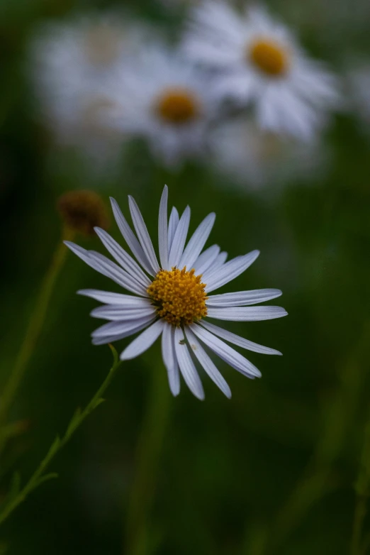 the daisies are in a field with green grass