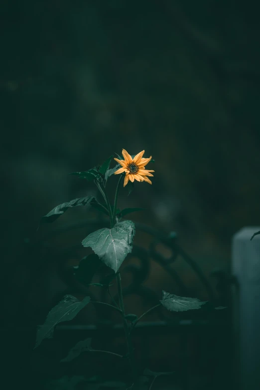 a yellow sunflower on green leaves with a black background