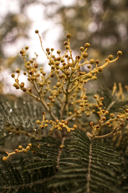 close up of yellow flowers with dark background