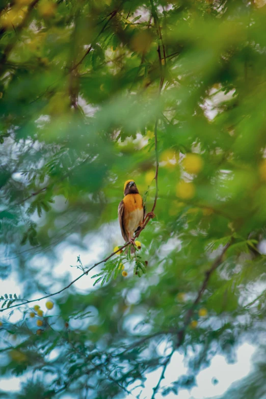 bird perched on top of nch while looking down from trees