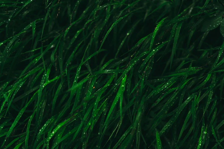 green grass with drops of water on it