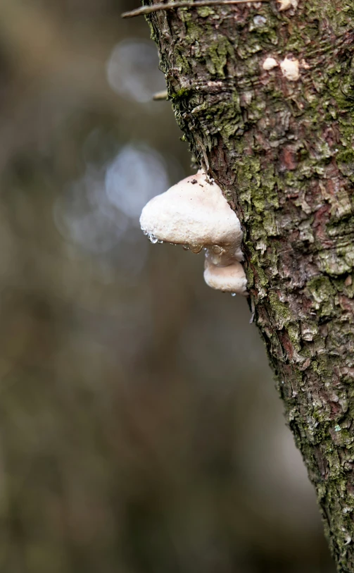 a white mushroom growing on the bark of a tree